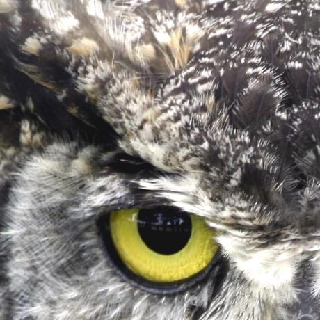 1iveowl